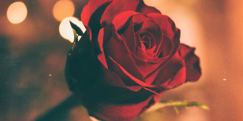 Valentine's rose | Readable, free readability test